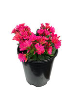 Lewisia 'Constant Fuchsia' 1 Gallon