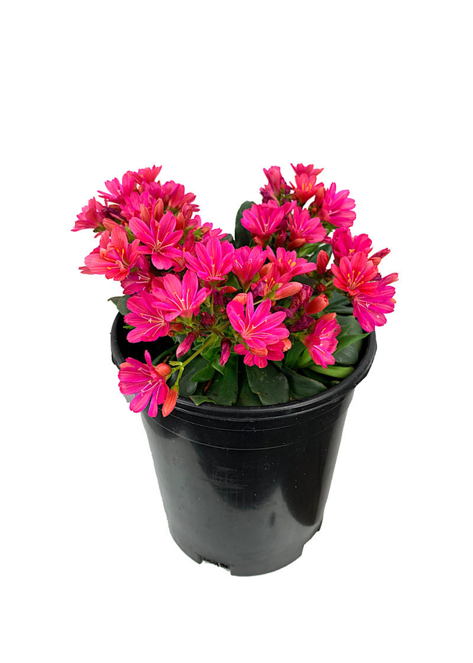 Lewisia 'Constant Fuchsia' 1 Gallon