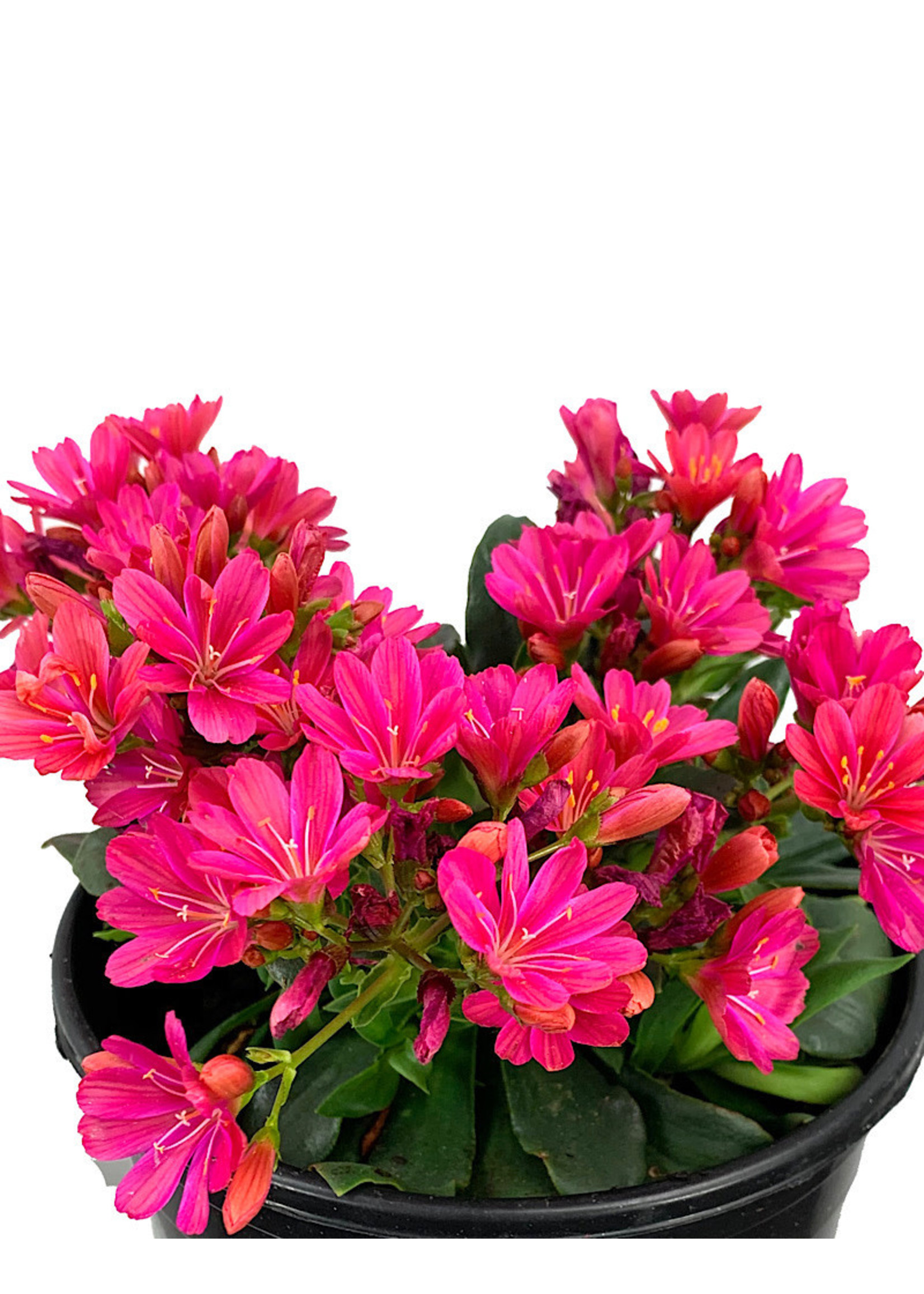 Lewisia 'Constant Fuchsia' 1 Gallon