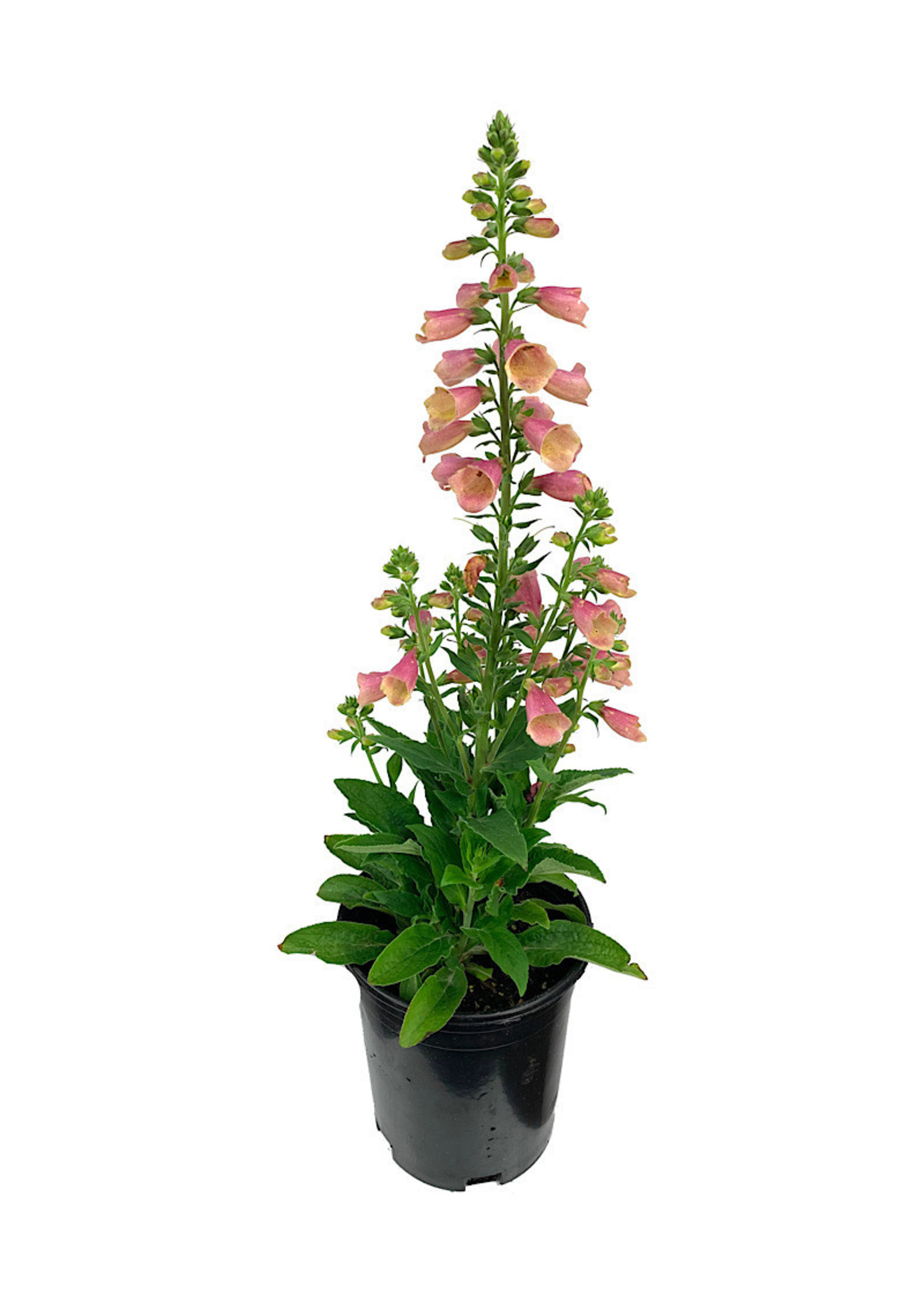 Digitalis 'Arctic Fox Rose' 1 Gallon