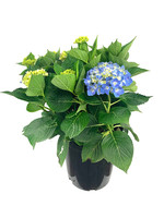 Hydrangea macrophylla 'Berner' 2 Gallon