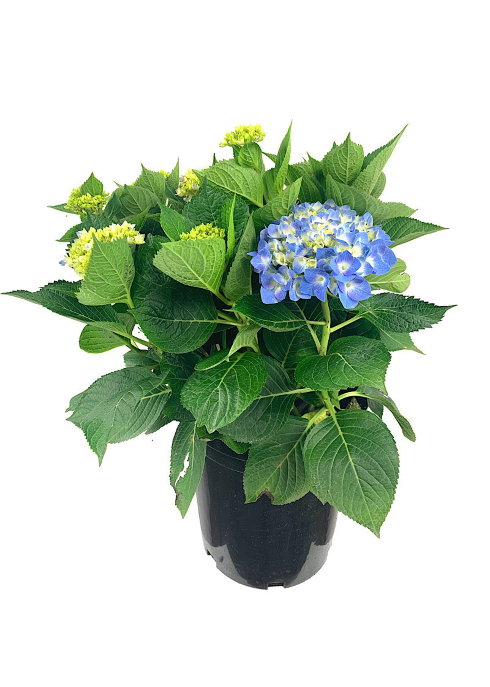 Hydrangea macrophylla 'Berner' 2 Gallon