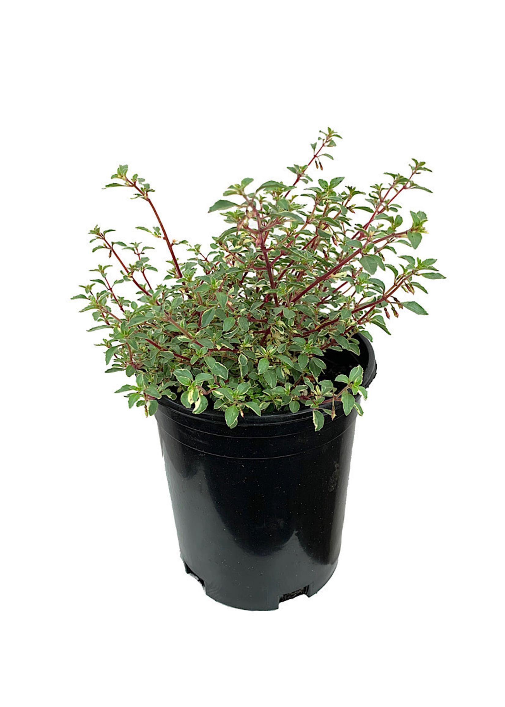 Fuchsia variegata 'Lottie Hobby' 1 Gallon