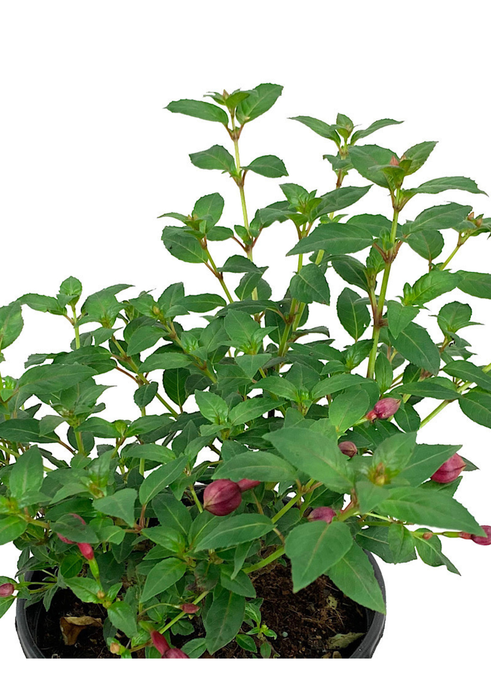 Fuchsia hybrida 'DebRon's Black Cherry'