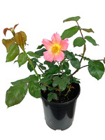 Rosa 'Morning Colors' 1 Gallon