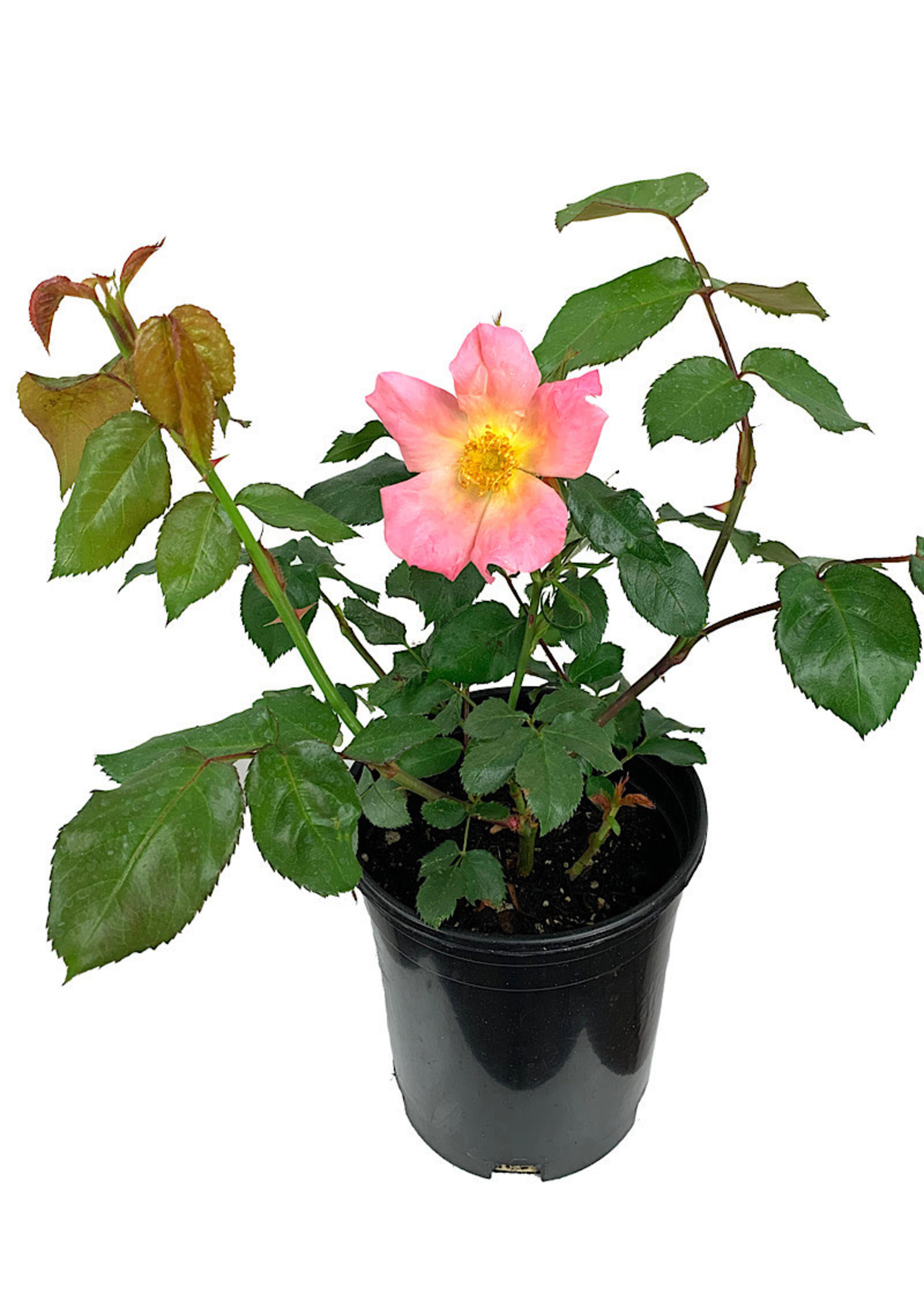 Rosa 'Morning Colors' 1 Gallon