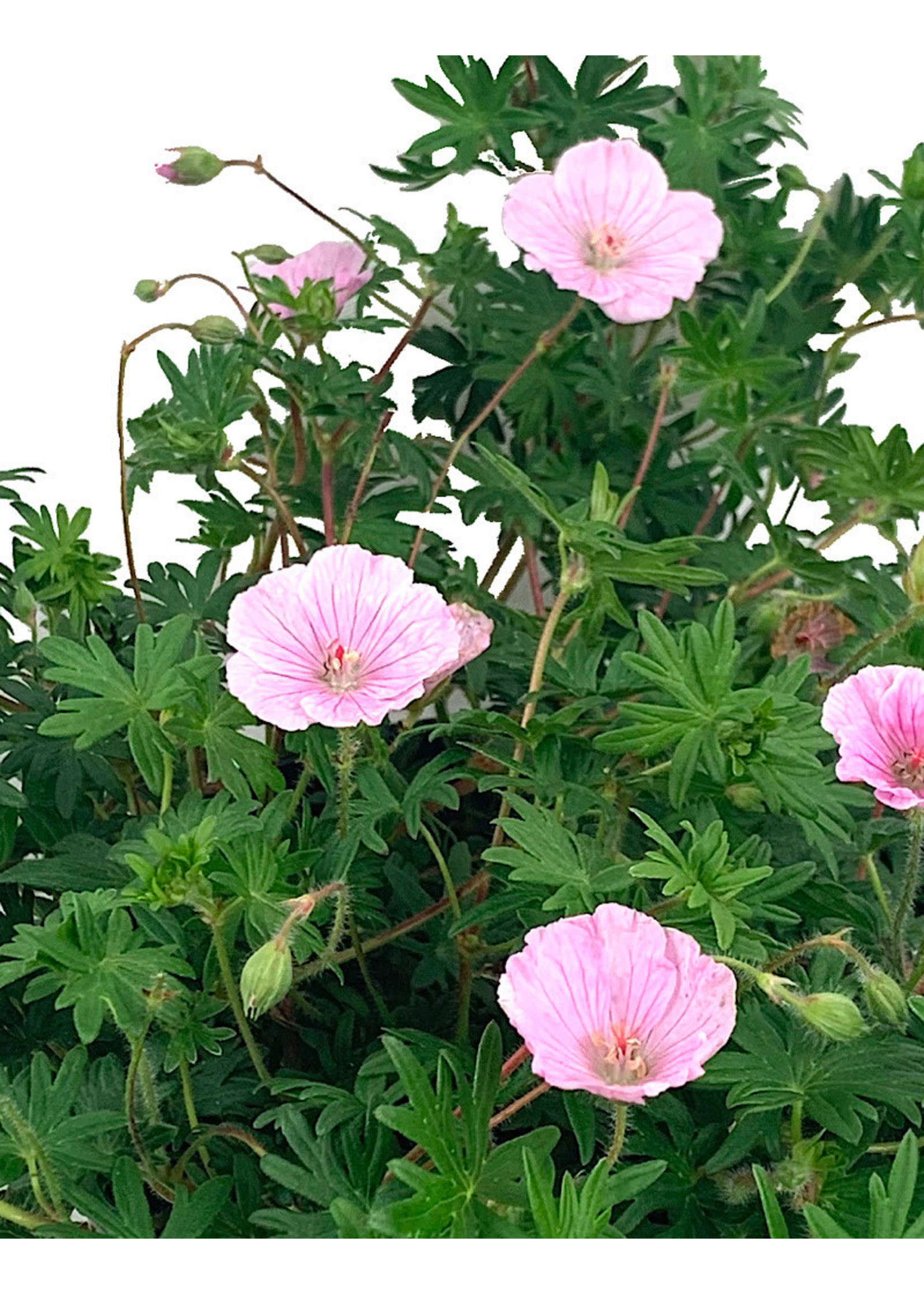 Geranium 'Apfelblute' 1 Gallon