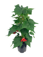 Abutilon 'Strybing Red' 1 Gallon