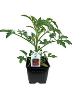 Tomato 'Red Pear'  4 inch