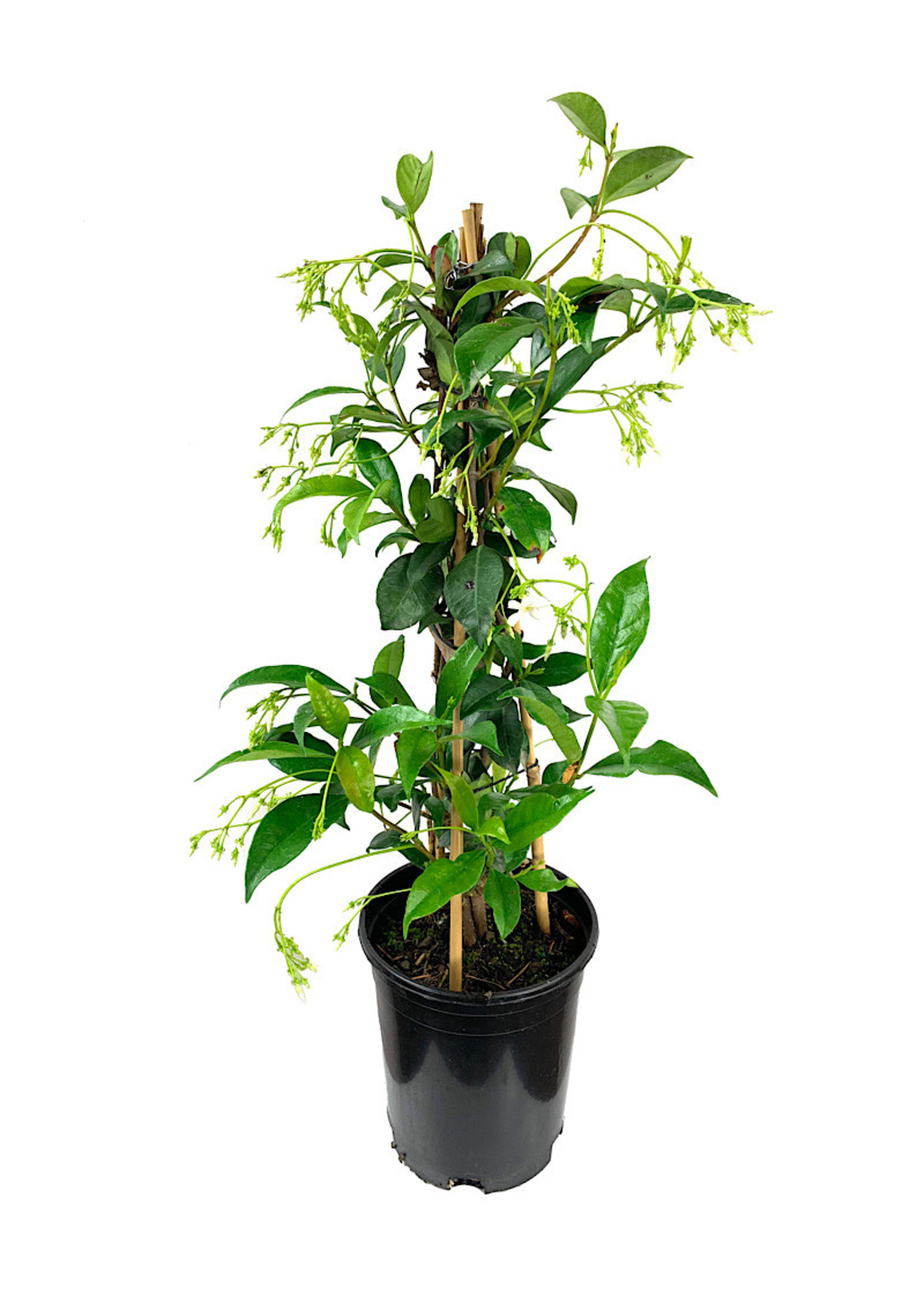 Trachelospermum jasminoides 1 Gallon
