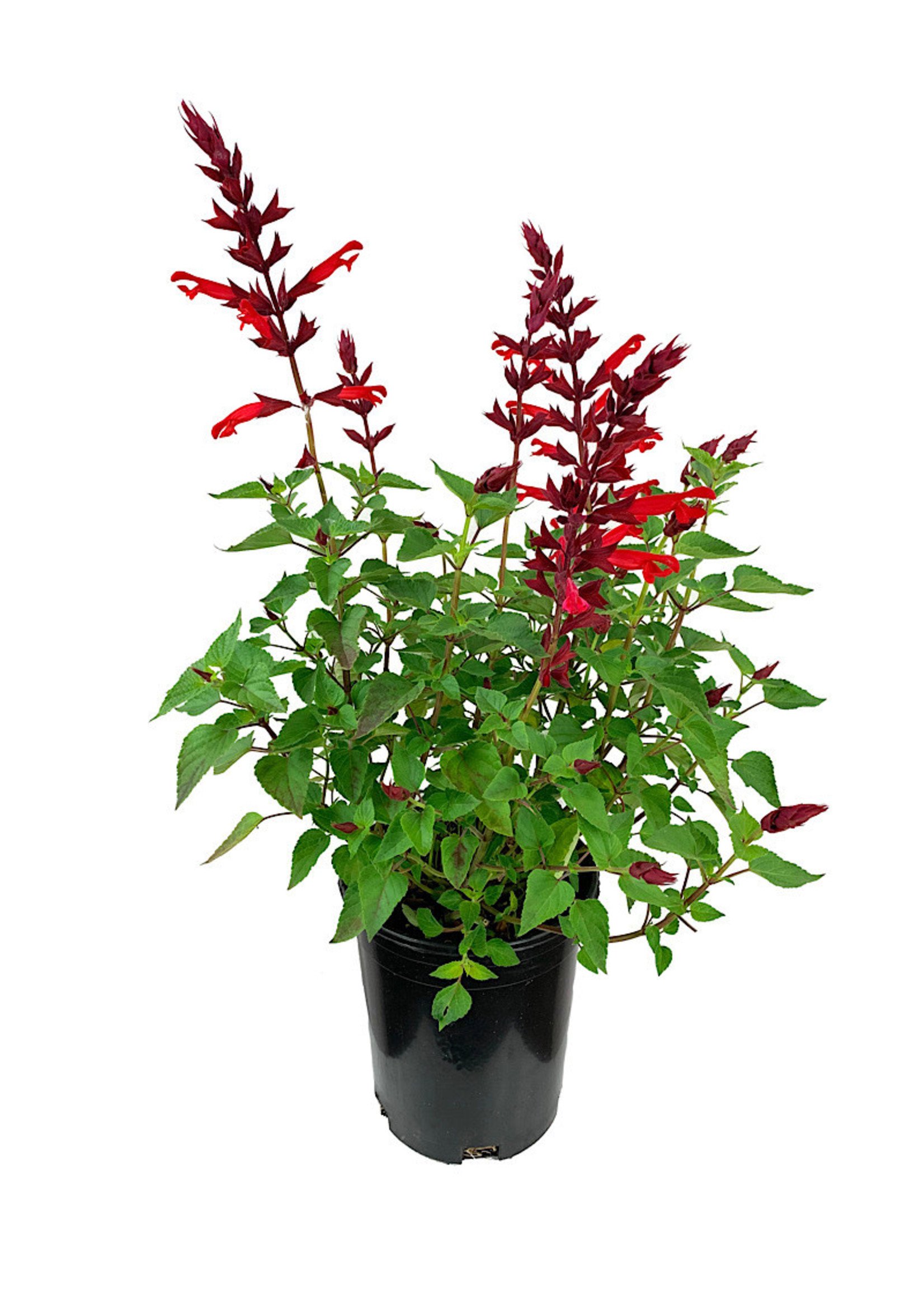 Salvia 'Roman Red' 1 Gallon