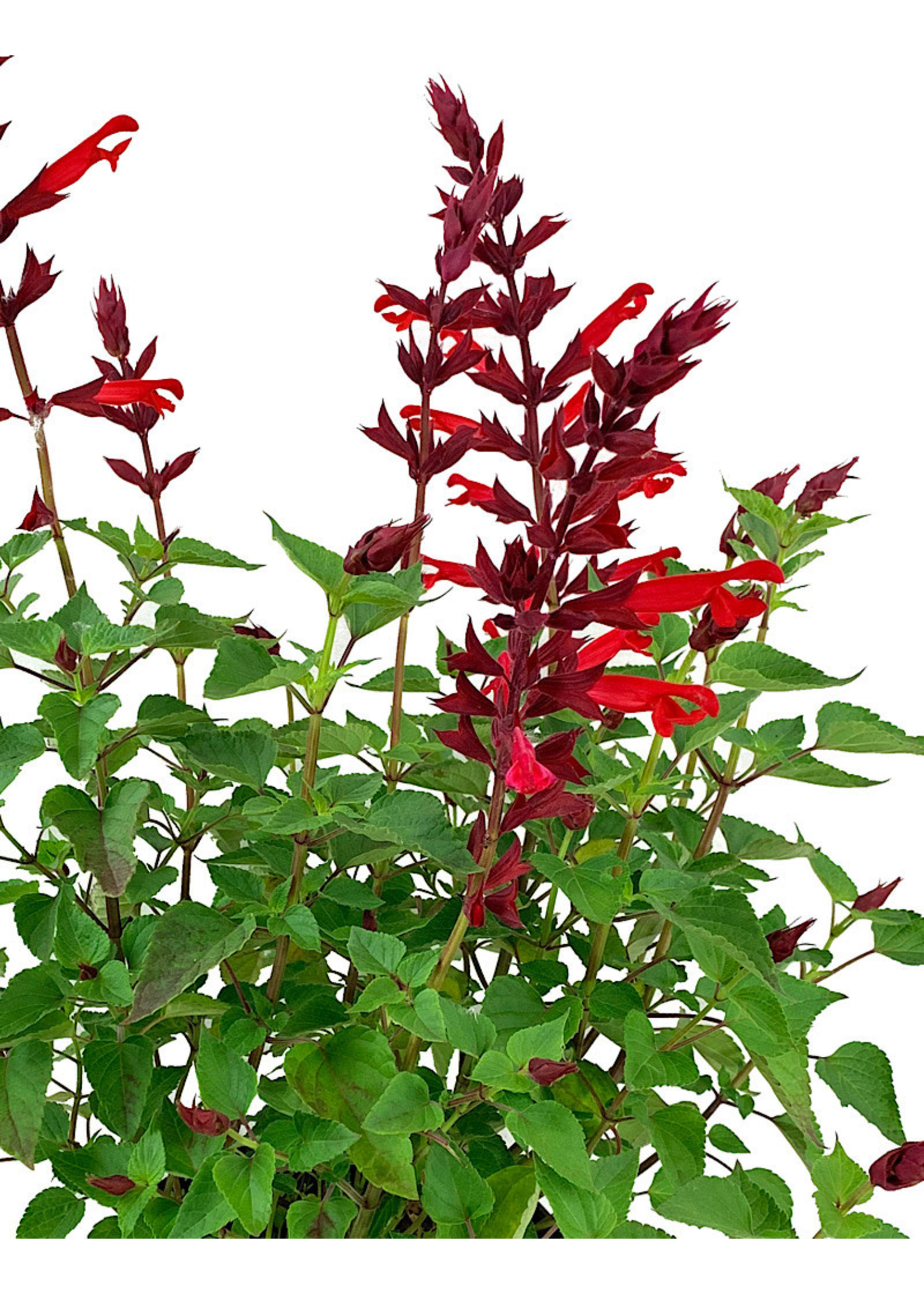 Salvia 'Roman Red' 1 Gallon