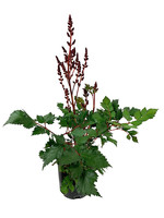 Astilbe chinensis 'Vision in Red' 1 Gallon
