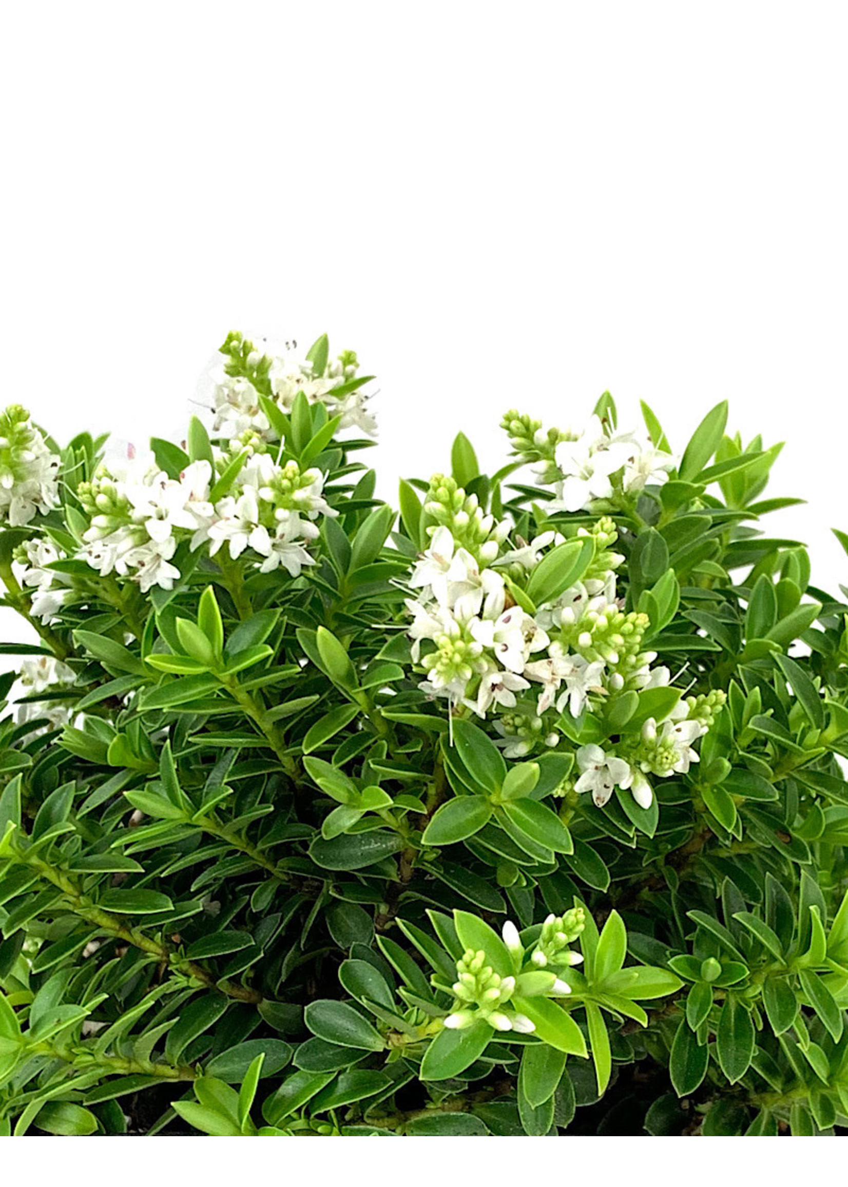 Hebe buxifolia 1 Gallon