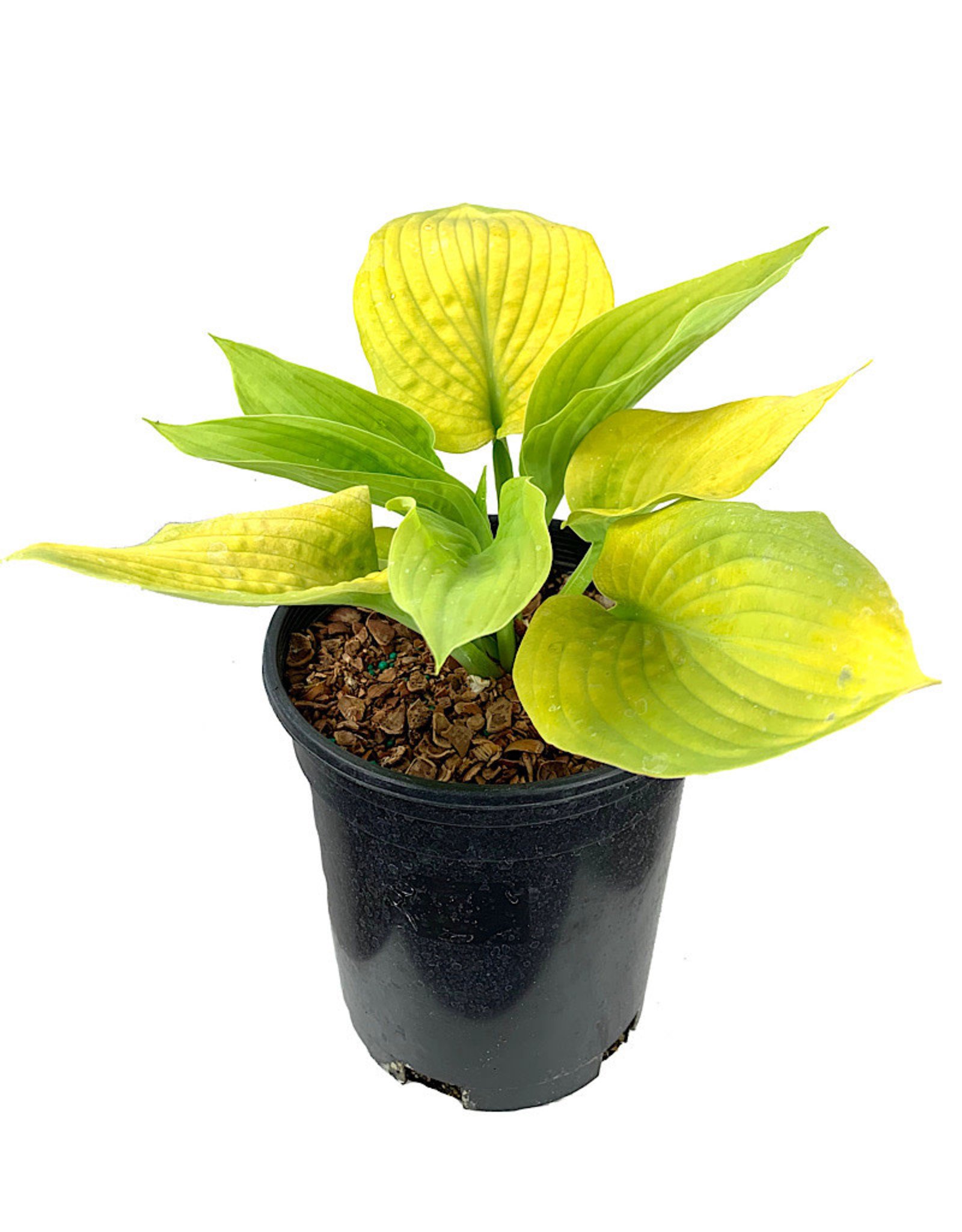 Hosta 'City Lights' 1 Gallon - The Garden Corner