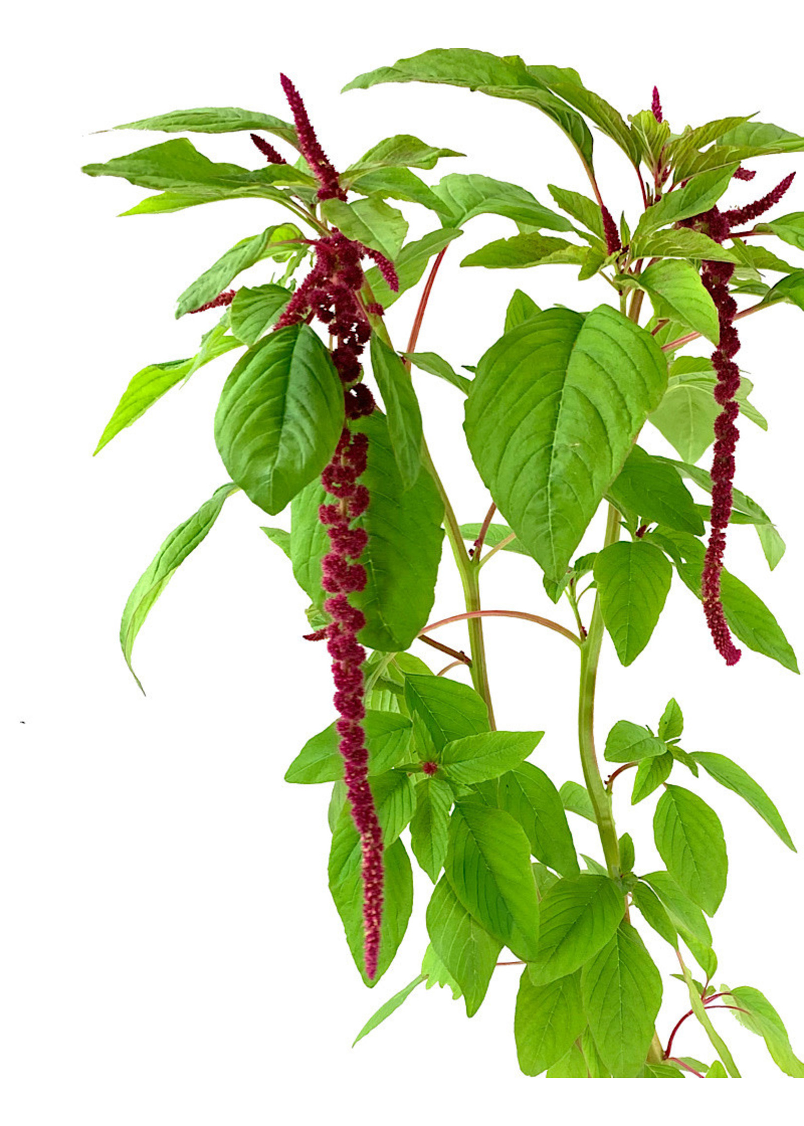 Amaranthus 'Red Tails' 1 Gallon