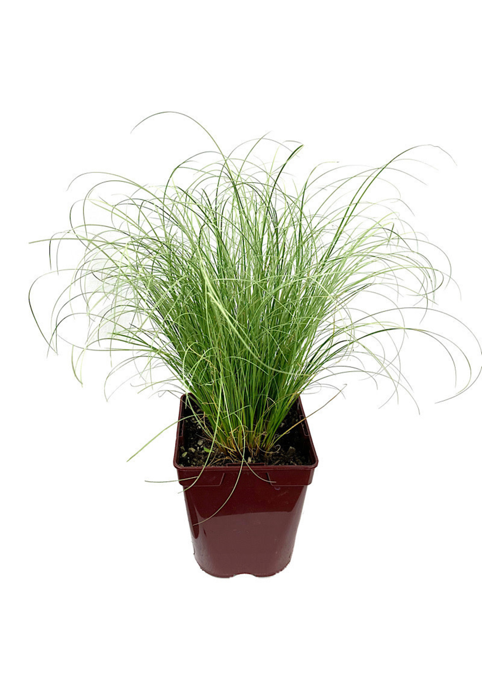 Carex comans 'Frosty Curls' Quart