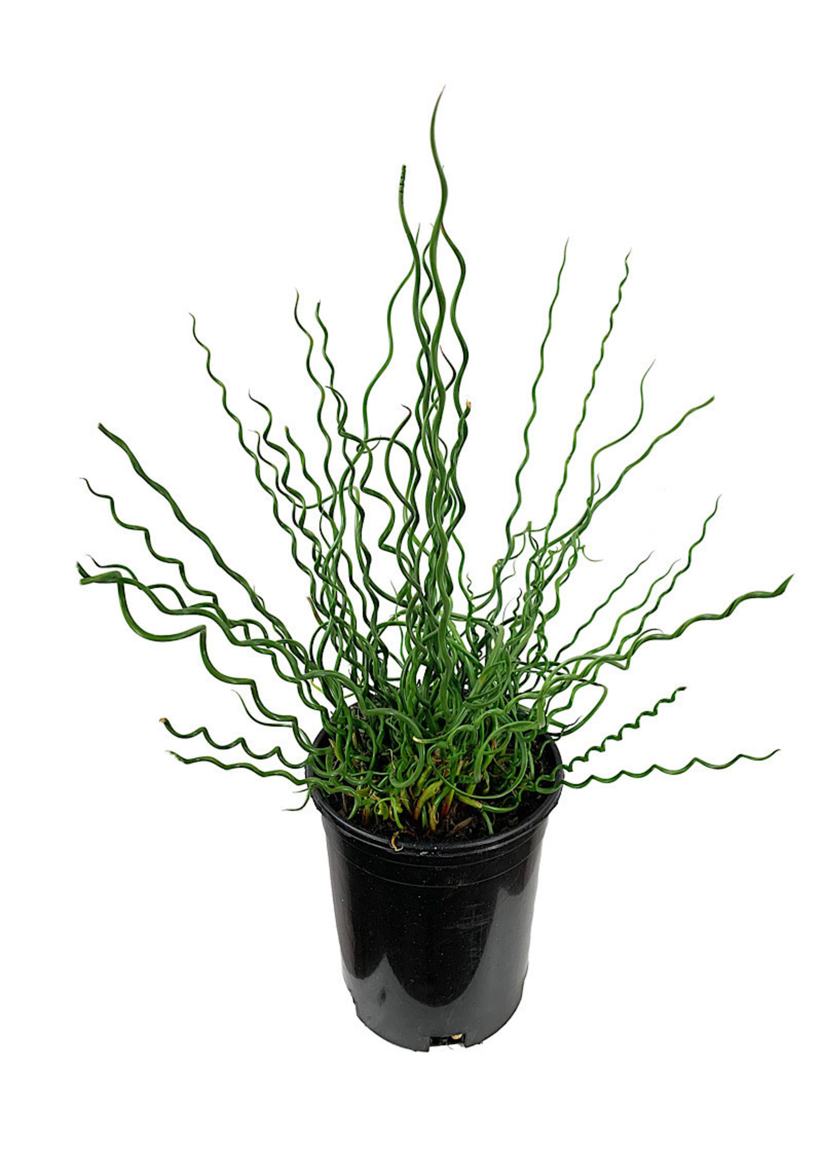 Juncus Effusus 'Big Twister' 1 Gallon