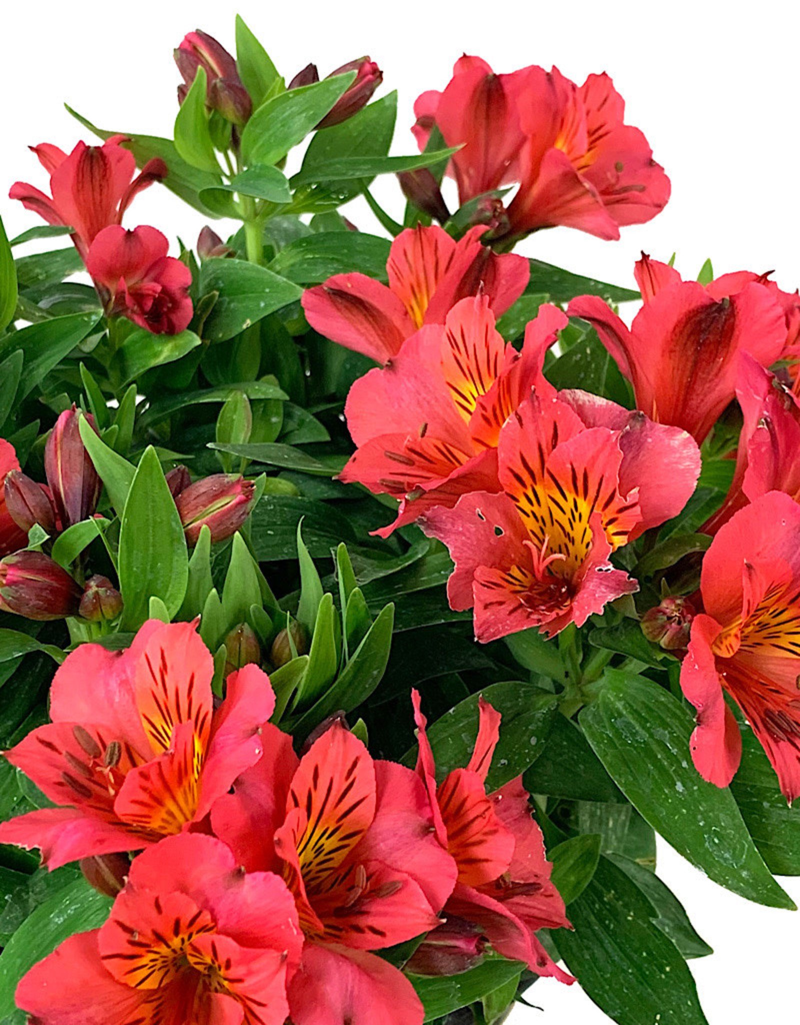 Alstroemeria Zaprielia 2 Gallon The Garden Corner