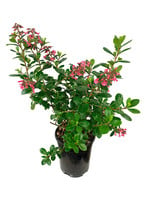 Escallonia exoniensis 'Fradesii' 1 Gallon