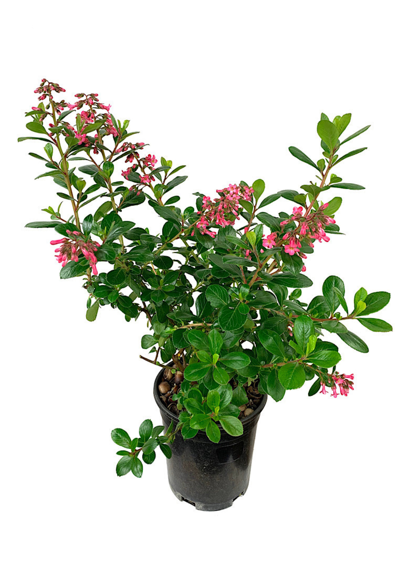 Escallonia exoniensis 'Fradesii' 1 Gallon