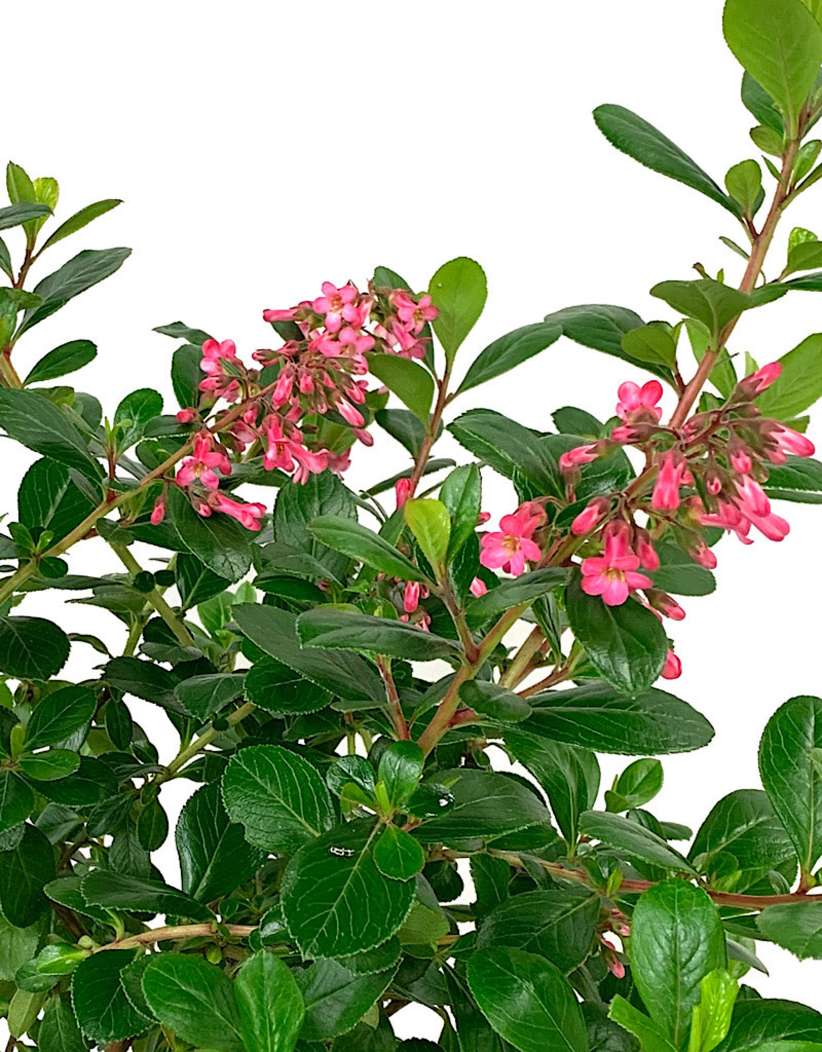 Escallonia ‘Fradesii’ 1 Gallon - The Garden Corner