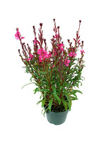 Gaura 'Belleza Compact Light Pink' 6 Inch