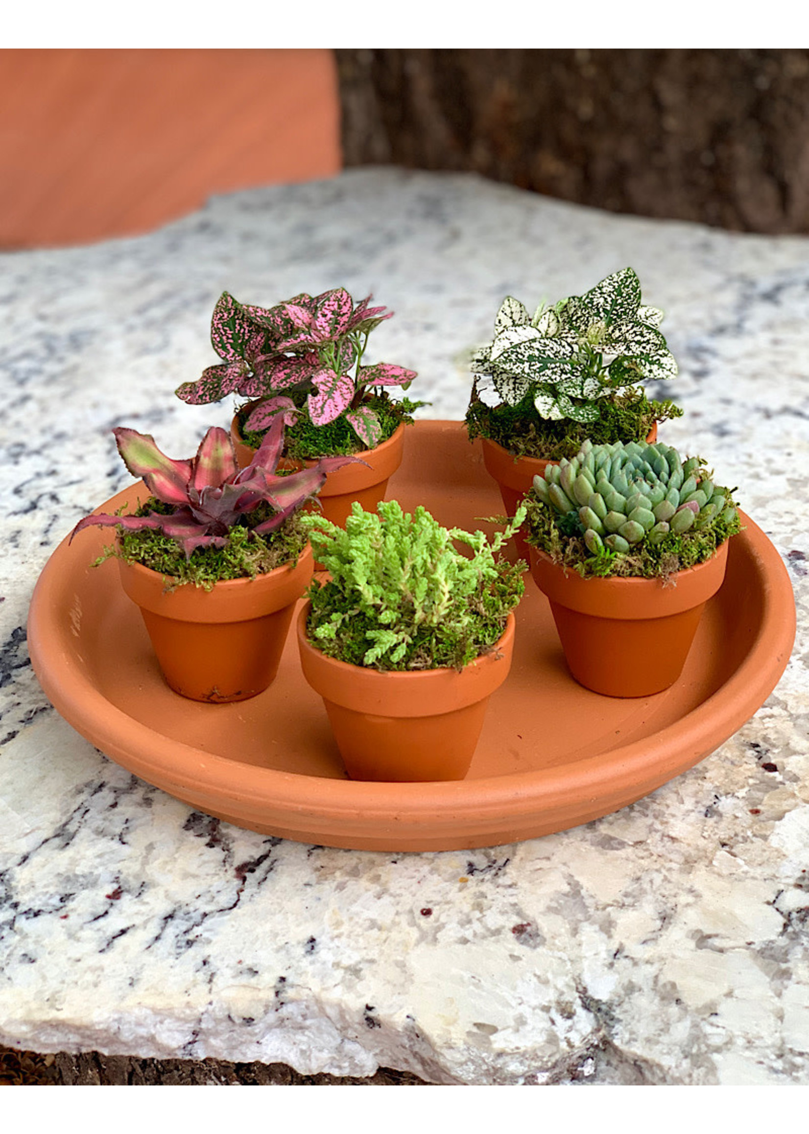 Plant Party Platter