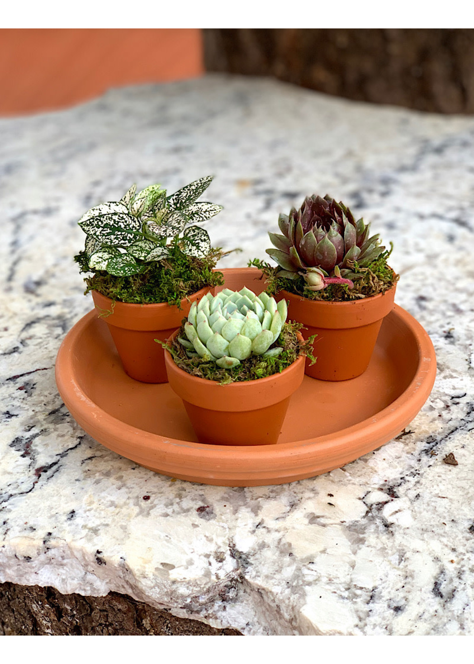 Plant Party Platter