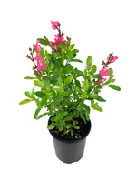 Salvia greggi 'Mirage Pink' Quart