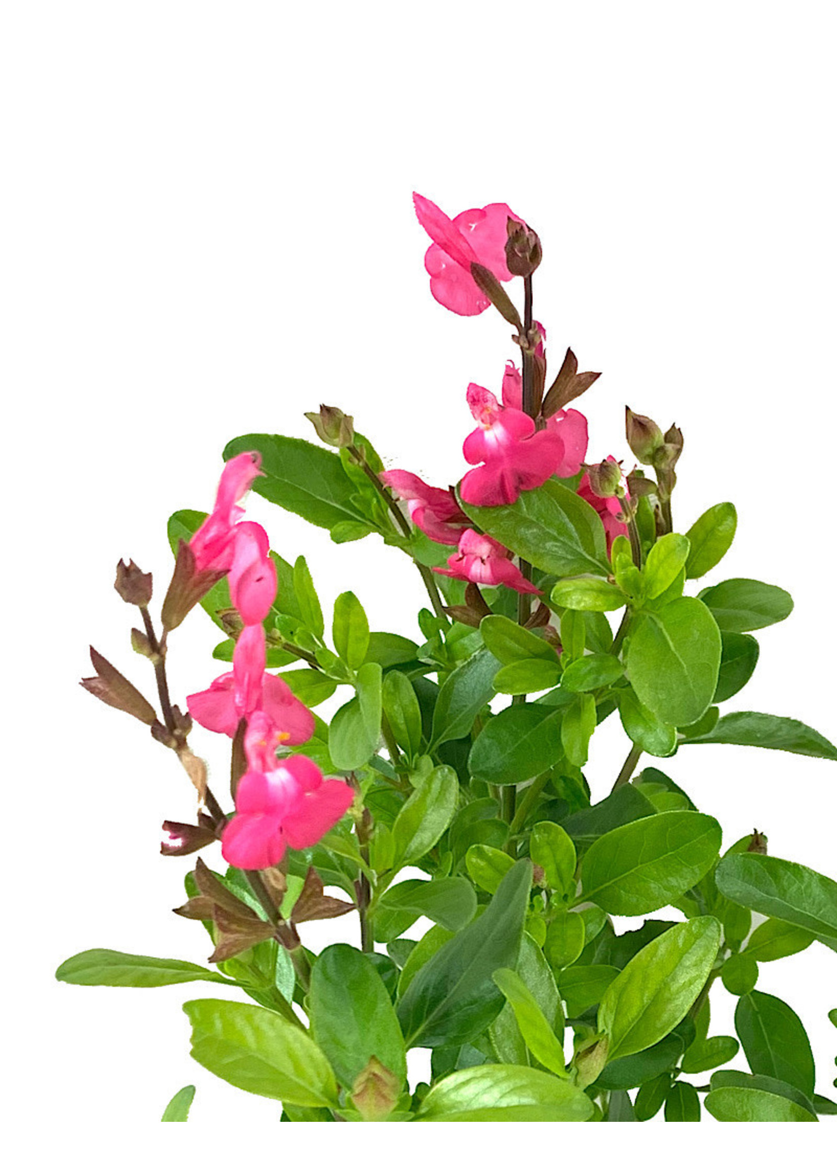 Salvia greggi 'Mirage Pink' Quart