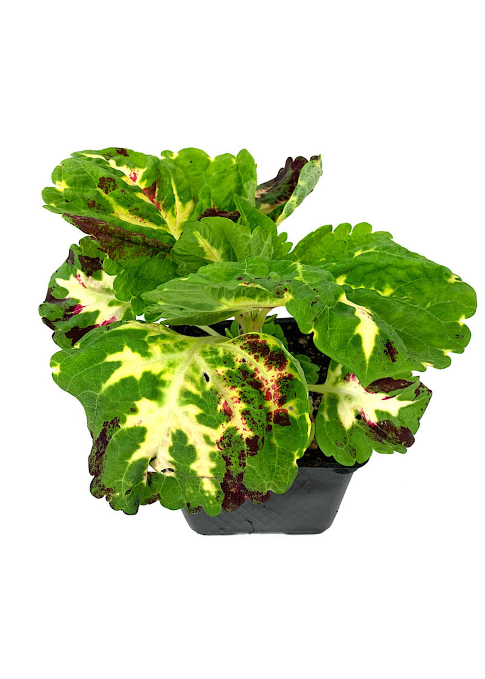 Coleus 'Kong Mosaic' 4 Inch