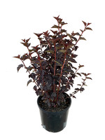 Physocarpus ‘Burgundy Candy’ 3 Gal