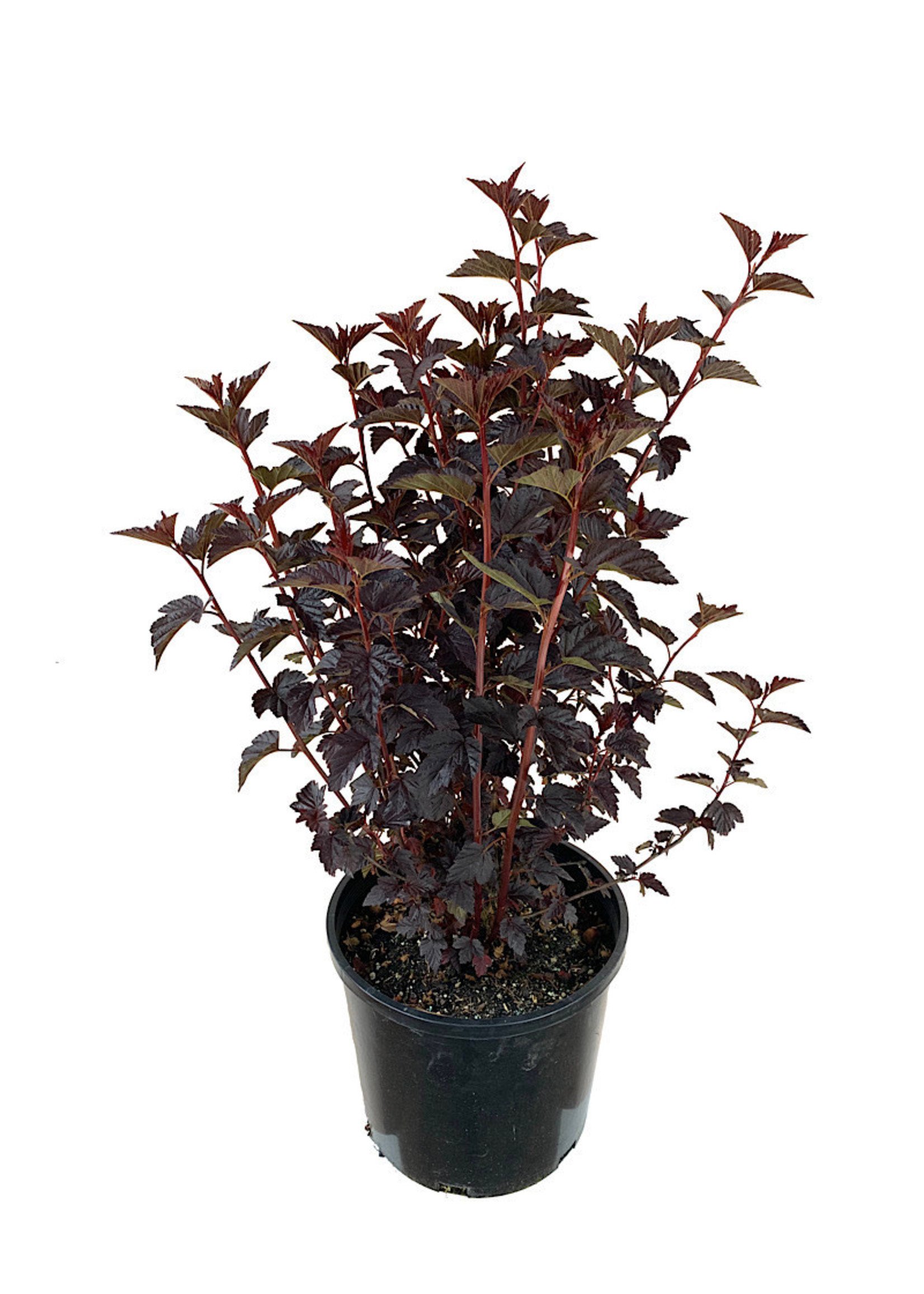 Physocarpus ‘Burgundy Candy’ 3 Gal