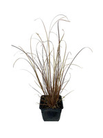 Carex 'Red Rooster' 4 inch