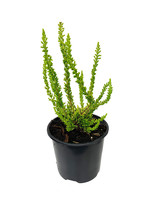 Calluna vulgaris 'Zeta' 4 inch