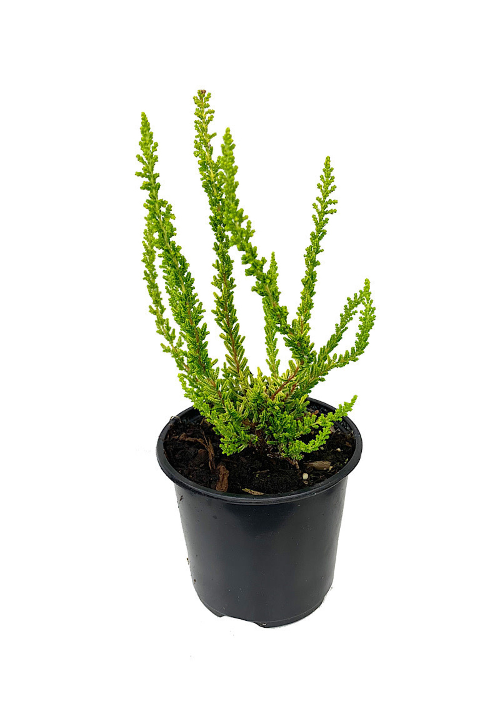 Calluna vulgaris 'Zeta' 4 inch