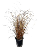 Carex 'Red Rooster' 1 Gallon