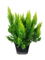 Erica arborea 'Estrella Gold' 1 Gallon