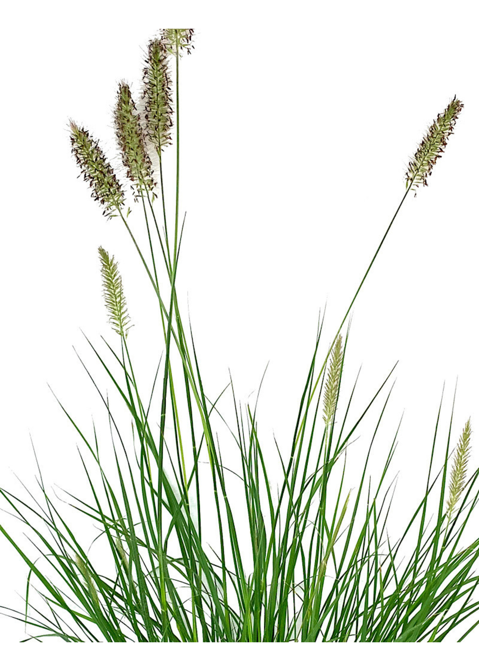 Pennisetum alopecuroides 'Hameln' 1 Gallon