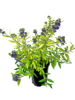 Caryopteris 'Gold Crest' 1 Gallon