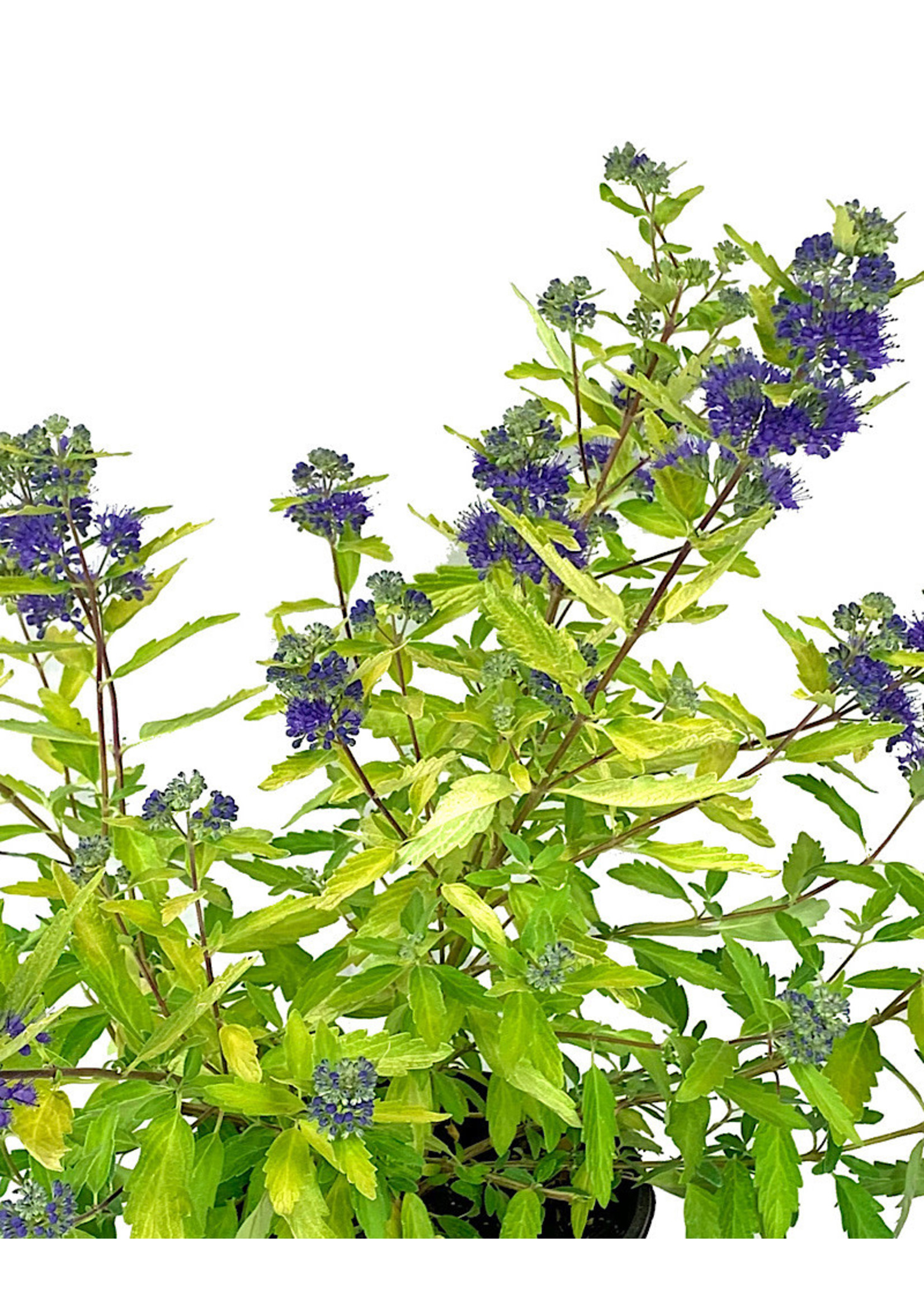 Caryopteris 'Gold Crest' 1 Gallon