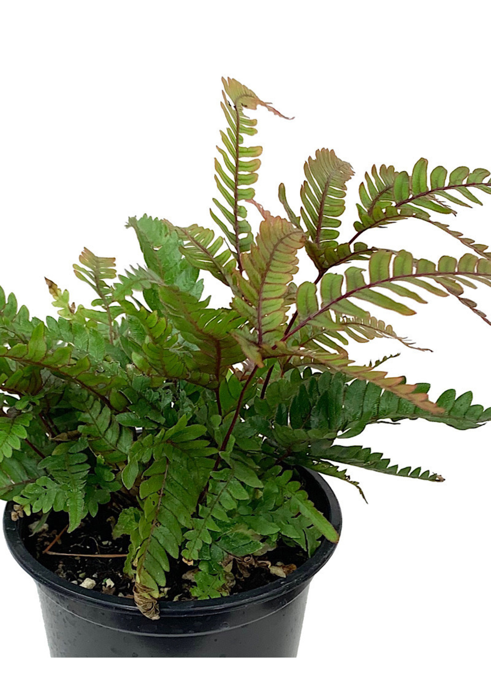 Pteris quadriaurita 'Tricolor' Quart