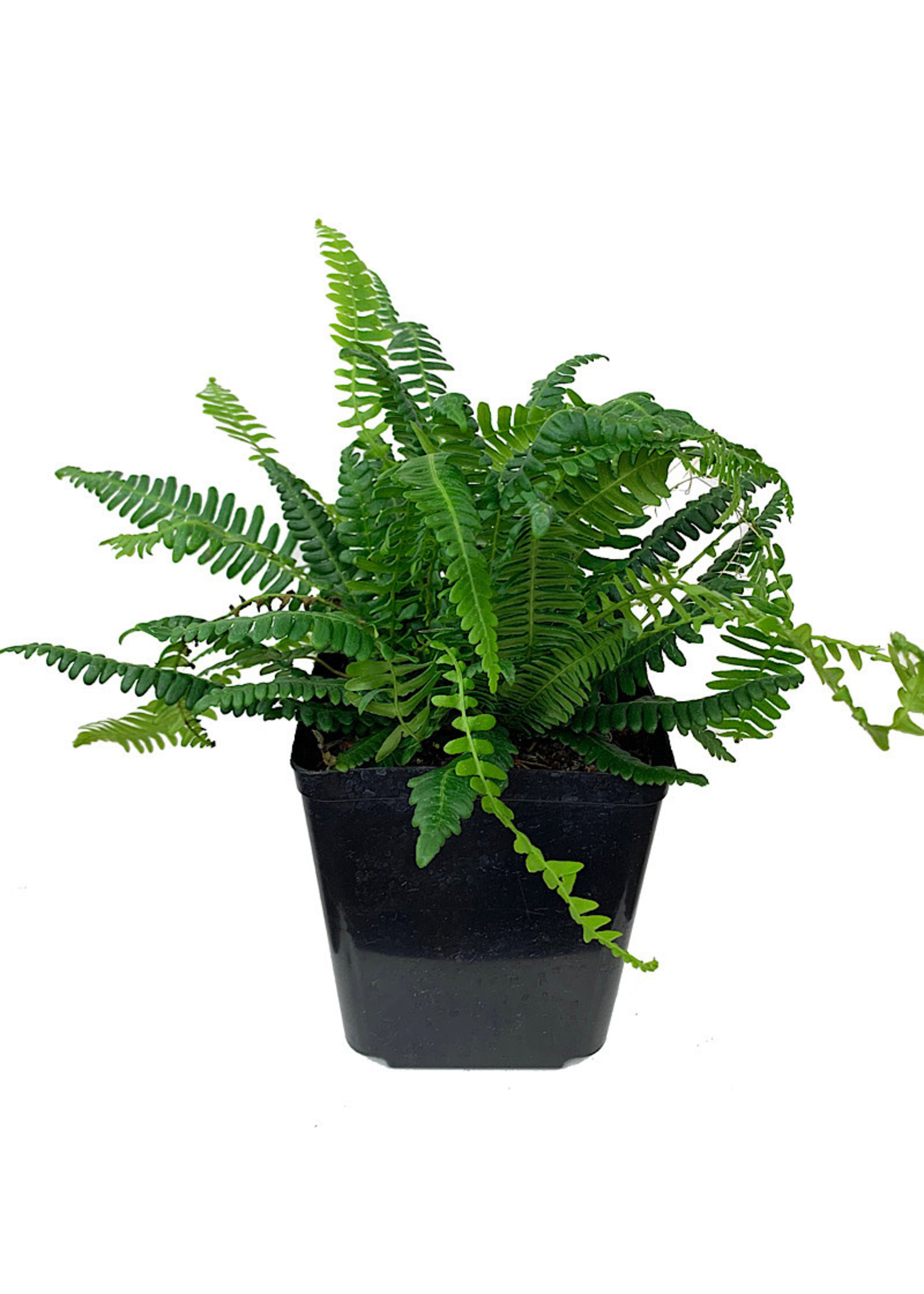 Blechnum spicant 1 Gallon