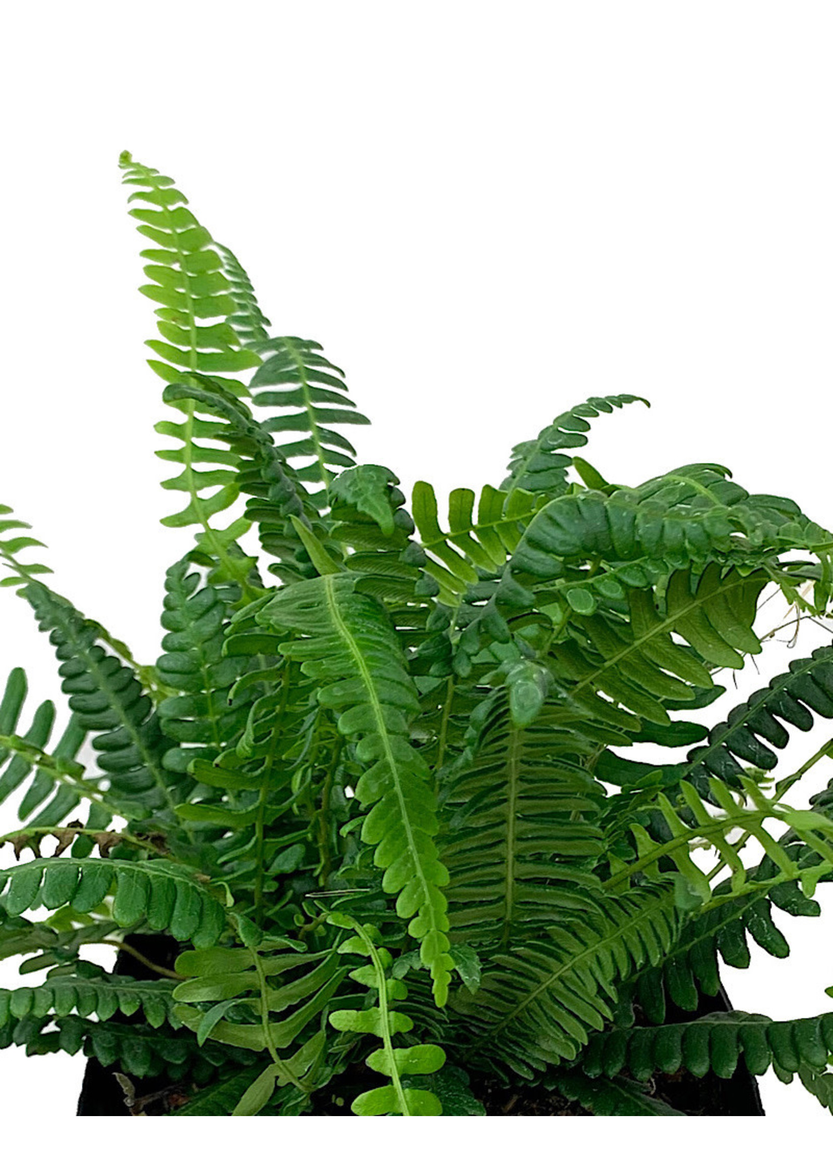 Blechnum spicant 1 Gallon