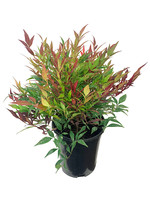 Nandina domestica 'Burgundy Wine' 1 Gallon