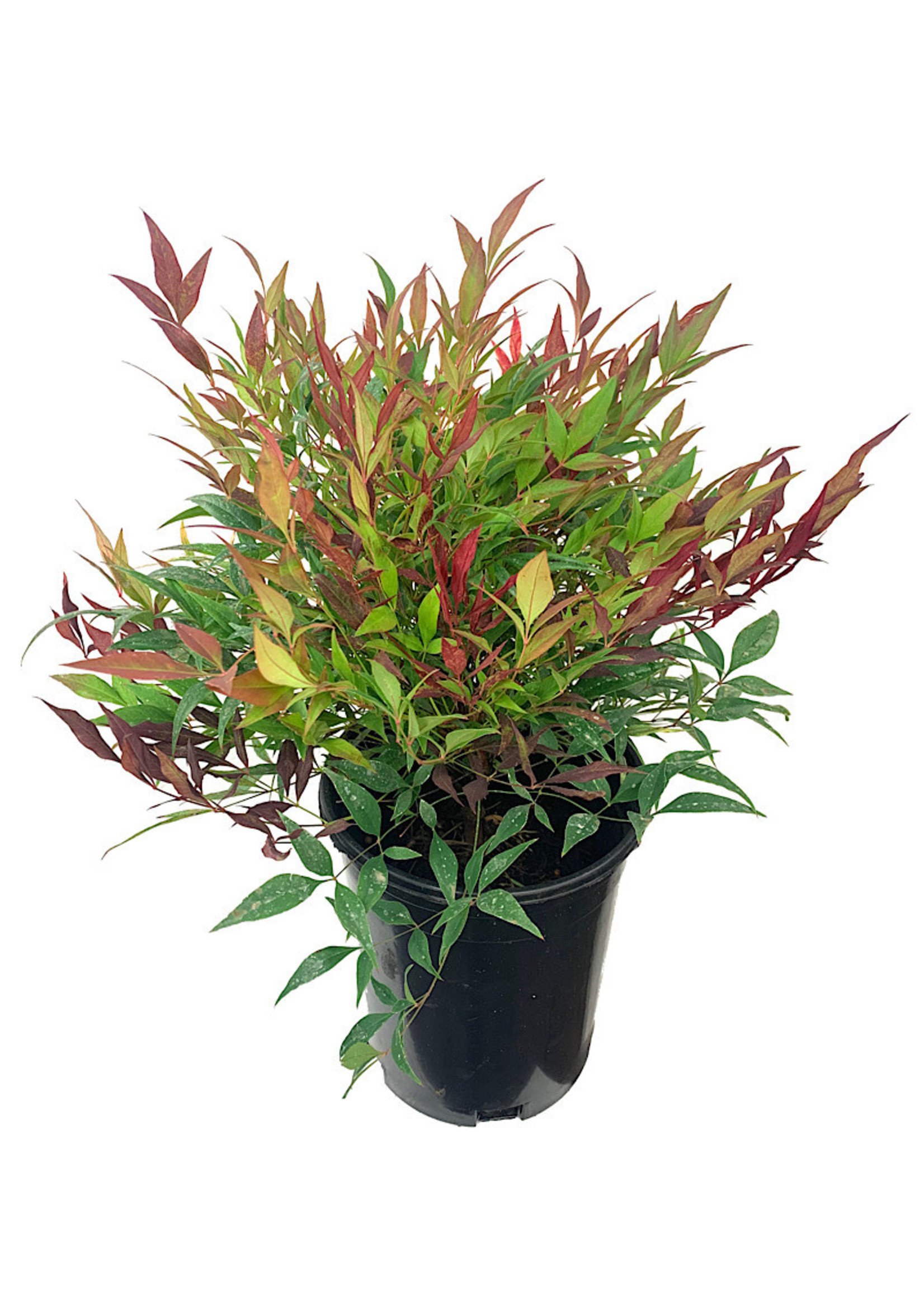 Nandina domestica 'Burgundy Wine' 1 Gallon