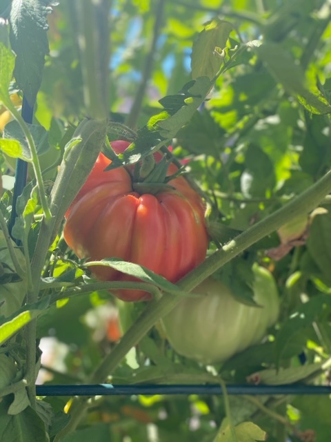 Garden Tomatoes