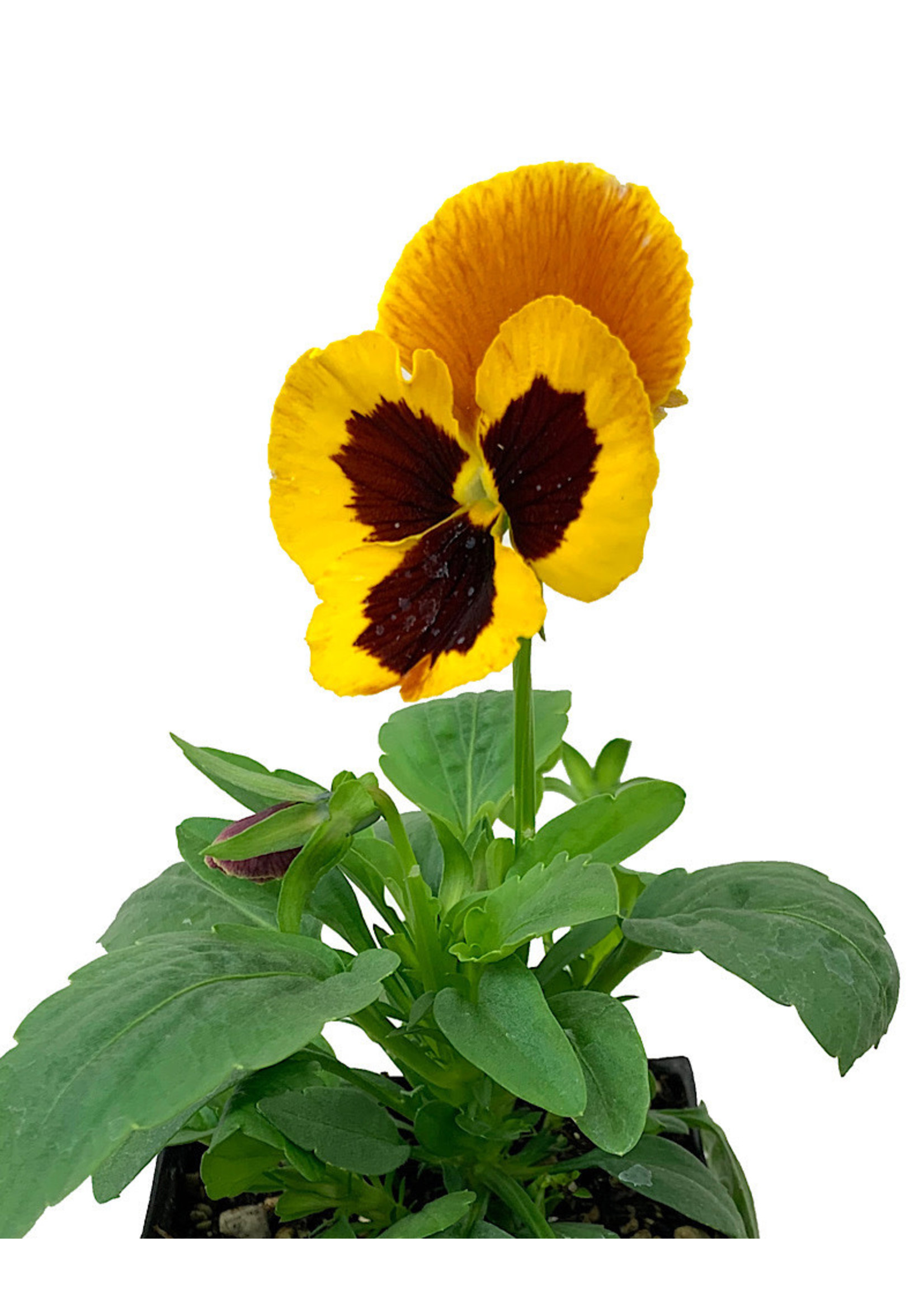 Pansy