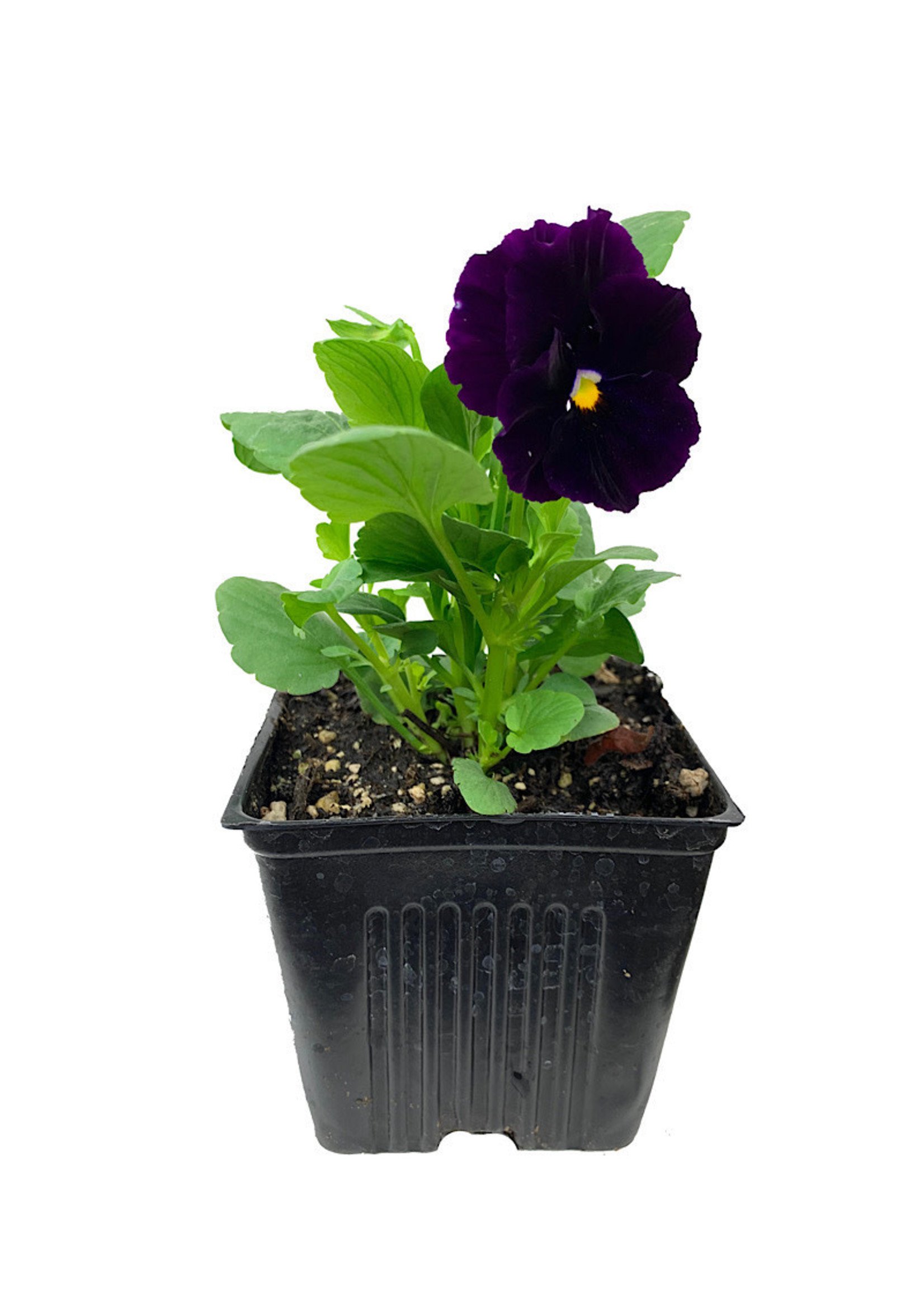 Pansy- High Rise- Natural
